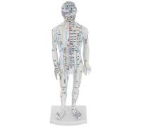 FELTECHELECTR Modelo y Guía Clara del Cuerpo Humano Masculino en Plástico Blanco de Acupuntura Puntos de Acupuntura para Enseñanza y Entrenamiento en Casa o Clínica
