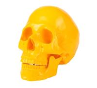 FENGJISUN Médica De Anatomía Cráneo Estudiantes Universitarios De Medicina Enseñanza Ciencias Referencia Modelo Humano Adorno Cabeza para Investigación