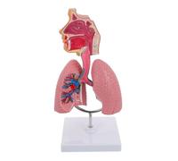 FENGJISUN Médica De Anatomía Modelo De Cuerpo Humano, Sistema Enseñanza Respiratoria Pulmón, Herramienta Humana, Visualización Pulmones, Anatomía Educativa, Corazón 4d para Investigación