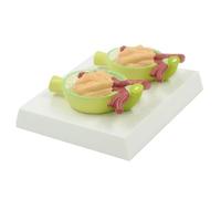 FENGJISUN Médica De Anatomía Modelo De Estructura del Cuerpo Humano para Enseñanza Médica, Proteína En Orina, 2 Piezas para Equipo Ciencias para Investigación