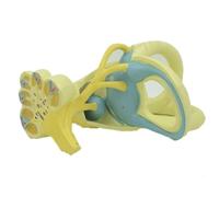 FENGJISUN Médica De Anatomía Modelo De Estructura Interna Oreja, Médico Anatómico Órgano Humano, para Comunicación con El Paciente para Investigación