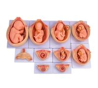 FENGJISUN Médica De Anatomía Modelo De Proceso Desarrollo Fetal 9 Meses Embriones Embarazo Anatómico Médico 10 Piezas para Investigación