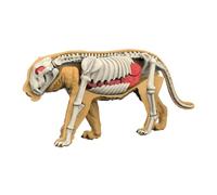 Fenteer Material didáctico: Modelo de Cuerpo Animal, Juguete de Aprendizaje, Rompecabezas, biología Animal Realista para enseñar a los niños en casa, 3107