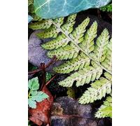 Fern, Ivy & Leaves: Nature Notebook Journal