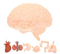 FESTFENDS Modelo Anatómico Humano de 8 Piezas en Pvc Realista para Estudio y Exhibición, Fácil de Transportar y Almacenar, Adecuado para Estudiantes de Medicina y Doctores