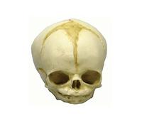 Fetus cráneo Anatomía Modelo, modelo cráneo, Fetus, varios. Desarrollo de semanas