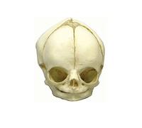 Fetus cráneo Anatomía Modelo, modelo cráneo, Fetus, varios. Desarrollo de semanas