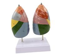 FewNvWa Modelo de Anatomía del Segmento Pulmonar Educativo para La Comunicación Médico-Paciente