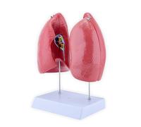 FHGSPQWM Modelo anatómico de pulmón humano con piezas extraíbles, anatomía pulmonar normal, ayuda didáctica para la investigación de entornos clínicos, estructura respiratoria