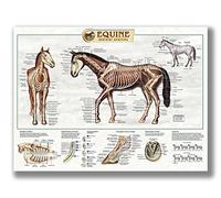 FHMDREUP Póster de anatomía de caballo, conocimiento de caballos, granja, club, escuela, educación, cocina, hogar, decoración de pared, regalo, sin marco, 12 x 16 pulgadas