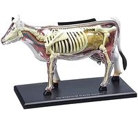 FHSLKXIM Modelo De Anatomía, Modelo De Vaca, Modelo Anatómico Animal, Desmontable, 29 Piezas, Anatomía De Órganos De Vaca, Modelo De Enseñanza Médica para Demostración.