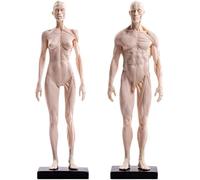 FHUILI Human Anatomy Altura - Femenino y Masculino musculoesqueléticos anatomía Modelo - Muscular Humana anatómica del Hueso Modelo - PU Material - Médico para estudiar Dibujo del Artista,A