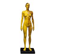 FHUILI Human Anatomy Altura - Músculo Femenino/Masculino anatomía Humana anatómica de la Figura Bone Modelo - musculoesqueléticos del Cuerpo Humano Modelo anatómico,Female