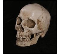 FHUILI Modelo anatómico la Estructura del cráneo para el Dibujo del Arte - Artificial Skull Art Sketch Replica Resin Crafts - Tamaño Vida Modelo cráneo Humano para Dibujar - para la Pintura,A