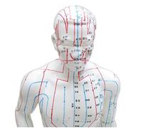 FHUILI Modelo de la acupuntura - Punto Humana Modelo de acupuntura - Doce meridianos de acupuntura Médico Modelo - Medicina China Acupuntura Salud Masaje Modelo,Male