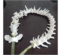 FHUILI Modelo la Columna Vertebral los recursos la enseñanza - Modelo Espina Dors del Perro del Modelo del Animal Esqueleto - Modelo la Columna Vertebral anatómica anatómica anatómica anatómica,A