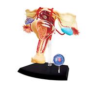 FHUILI Modelo útero - Sistema Reproductor Femenino Modelo anatómico - Desmontable 19 Piezas Modelo Femenino Sistema genitourinario - Pantalla para estudiar la enseñanza Modelo Médico