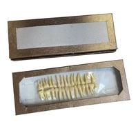 FHUILIJH 28 Pcs Modelo de Dientes aislados estándar con raíces - Modelo de Diente para el Cuidado de la Salud bucal - para la enseñanza de la investigación,Flesh,10cm