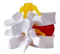 FHUILIJH Blanca,5inch, Modelo Educativo de vértebra Lumbar con nervio, Disco intervertebral Lumbar removible, Columna Lumbar para enseñanza médica y exhibición