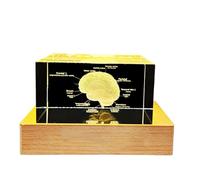 FHUILIJH Clear,150mm, Modelo Anatómico del Cerebro Humano Cristal 3D Cubo de Cristal Grabado con Láser Modelo de Cerebro Herramientas Didácticas