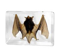 FHUILIJH Colección de taxidermia de pisapapeles de Animales de espécimen de murciélago de 5.31 Pulgadas para la educación científica en el Aula,Clear,13cm