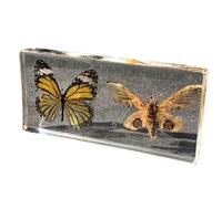 FHUILIJH Comparación de espécimen de Polilla y Mariposa, espécimen de Mariposa Real, taxidermia para el hogar, la Oficina y la Escuela,Clear,14cm