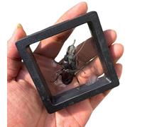 FHUILIJH Escarabajo de otoño Negro de Insectos Reales - Modelo Educativo Modelo de Resina de Insectos - para enseñanza de Alumnos de Escuela Primaria,Negro,8cm