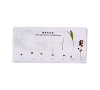 FHUILIJH Espécimen de la Historia de Crecimiento del Sorgo Modelo Plantas Reales Cultivo de especímenes de Frijol para la educación científica,Clear,16CM