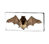 FHUILIJH Espécimen de murciélago Animal de taxidermia Real - Especímenes de murciélago Real - para la educación científica en el Aula de Ciencias,Clear,14cm