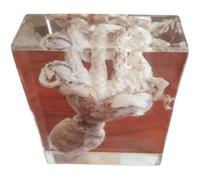 FHUILIJH Espécimen de Pulpo Modelo de Pulpo de Animal preservado de Animal Real para la investigación científica,Blanca,98mm