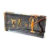 FHUILIJH Especímenes de artrópodos Taxidermia de Insectos Reales Representantes de artrópodos Modelo de especímenes de Aula de Ciencias para la educación científica,Clear,14cm