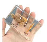 FHUILIJH Especímenes de Cangrejo y camarón - Modelo de espécimen de anatomía de Cangrejo - para Preescolar, Ciencias en el Aula y exhibiciones en el hogar,Clear,85mm