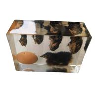 FHUILIJH Especímenes de Historia de Vida de Pollos Desarrollo de Pollitos Espécimen biológico incrustado para la educación científica,Clear,18cm