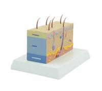 FHUILIJH Flesh,7inch, Modelo de Estructura de la Piel a Nivel de Tejido Modelo Anatómico de Piel Ampliado Herramienta Educativa para el Estudio de la Ciencia o la Educación del Paciente