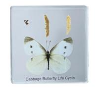FHUILIJH Historia de Vida del pequeño espécimen de Mariposa Blanca - Especímenes incrustados en Resina de Mariposa - para exhibición de enseñanza de Ciencias,Clear,75mm