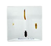 FHUILIJH La Historia del Crecimiento de los Gusanos de la harina Amarillos Pecímenes de Resina Colección de especímenes preservados de Insectos Pisapapeles,Clear,75mm
