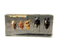 FHUILIJH Los especímenes de Historia de Vida del Saltamontes Negros - Especímenes de Historia de Vida de cigarra - Especímenes de Aula de Ciencias para la educación científica,Clear,14cm