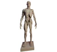 FHUILIJH Maniquí de 11 Pulgadas Mitad músculo Mitad Esqueleto Modelo óseo anatómico Humano Educativo - Anatomía Humana Piel Cráneo Cabeza Modelo,Male,30cm