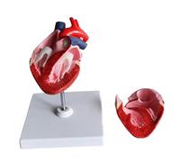 FHUILIJH Modelo de anatomía del corazón del Perro - Animal Heart Model - para la enseñanza de la Herramienta de demostración de enseñanza de Animales,Flesh,15cm