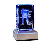 FHUILIJH Modelo de Diente de Cristal Humano 3D - Modelo de anatomía del Diente Humano - para Dentistas y Estudiantes de Medicina,Russian,11cm