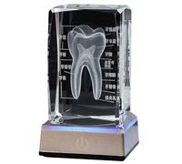 FHUILIJH Modelo de Diente de Cristal Humano 3D - Modelo de anatomía del Diente Humano - para Dentistas y Estudiantes de Medicina,Chinese,11cm