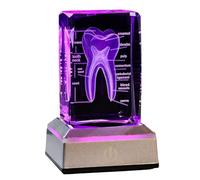 FHUILIJH Modelo de Diente de Cristal Humano 3D - Modelo de anatomía del Diente Humano - para Dentistas y Estudiantes de Medicina,English,11cm