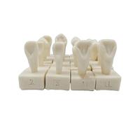 FHUILIJH Modelo de Diente de educación de anatomía Dental 3 Veces ampliado, Modelo de Dientes dentales, para Dentistas, Pacientes, Maestros y Estudiantes,Flesh,5cm