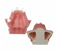 FHUILIJH Modelo de Elevación de Seno Maxilar - Modelo de Práctica de Colocación de Mplant - con Encías Blandas, para la Práctica de Implantes Dentales,Flesh,10cm