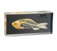 FHUILIJH Modelo de Esqueleto de pez Espécimen de anatomía de Esqueleto de pez incrustado para la educación científica en el Aula de Ciencias,Clear,16cm