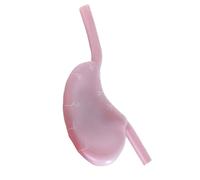 FHUILIJH Modelo de estómago Hueco Modelo de enseñanza de resección de Pliegue gástrico de Silicona para órganos de enseñanza médica,B