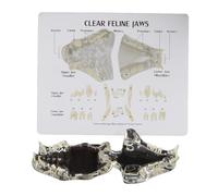 FHUILIJH Modelo Dental Veterinario para Mascotas Modelo Oral Transparente de Dientes de Gato Modelo de Mascota de enseñanza Canina para Herramienta educativa Veterinaria,Clear,9cm
