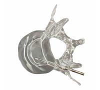 FHUILIJH Modelo Transparente de Columna Lumbar - Modelo de Entrenamiento de Columna Lumbar para Mascotas - para Estudio de Estudiantes de Medicina y Demostración de Enseñanza,Clear,8cm