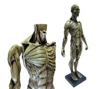 FHUILIJH Músculo Humano, Cabeza y Huesos, Modelo de Estructura anatómica, anatomía Masculina, Cabeza de cráneo, Cuerpo, músculo, Modelo de Hueso,Gris,60c