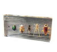FHUILIJH Seis especímenes de plagas Insecto Real Pisapapeles Moscas Pulgones Escarabajo Grillo Langostas Cucarachas Modelo de Ayuda didáctica,Clear,140mm